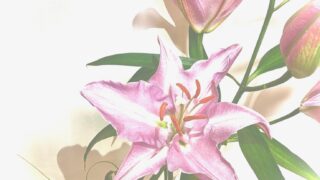 Thumbnail of post image 057